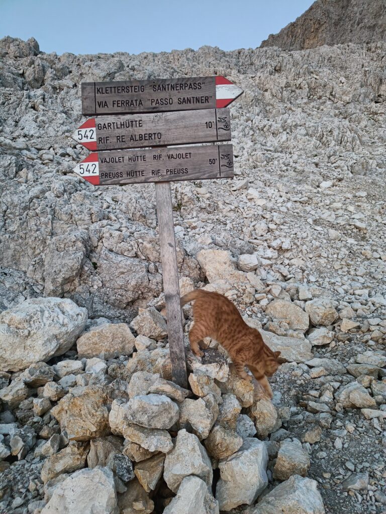 A domestic mountain cat at Santnerpasshütte