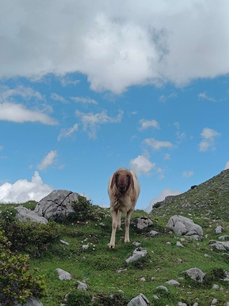 Goat looking very interested in what I'm doing