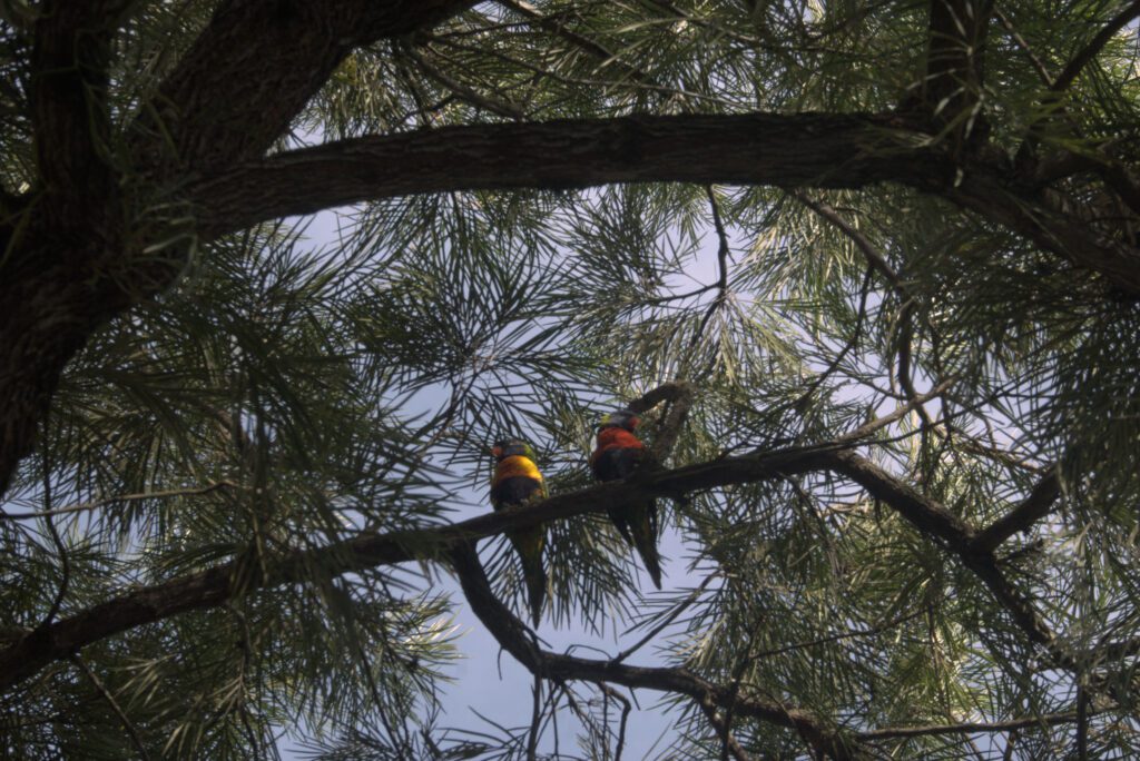 Two rainbow lorikeet sitting in a tree