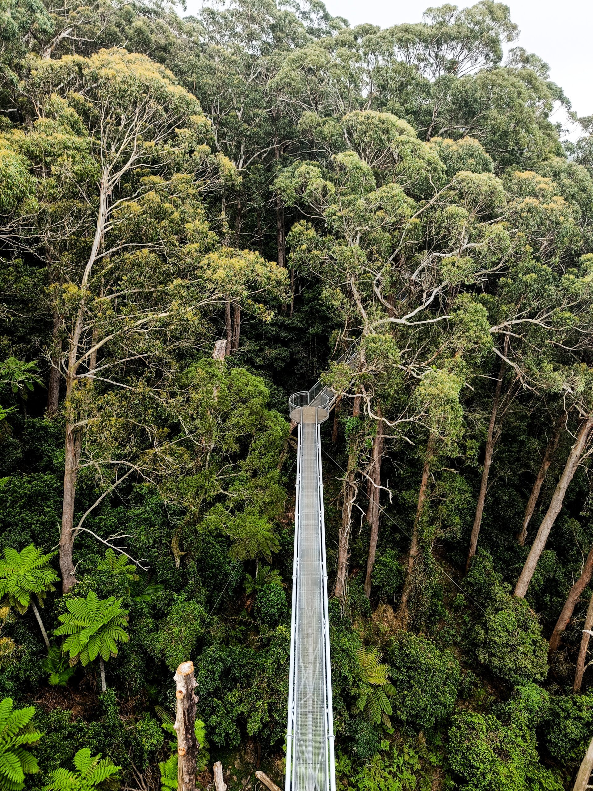 Walking through the trees at the Illawarra fly.