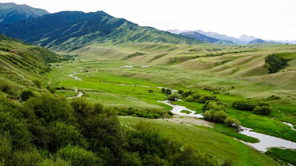 Long green fields of grass in Kazakhstan