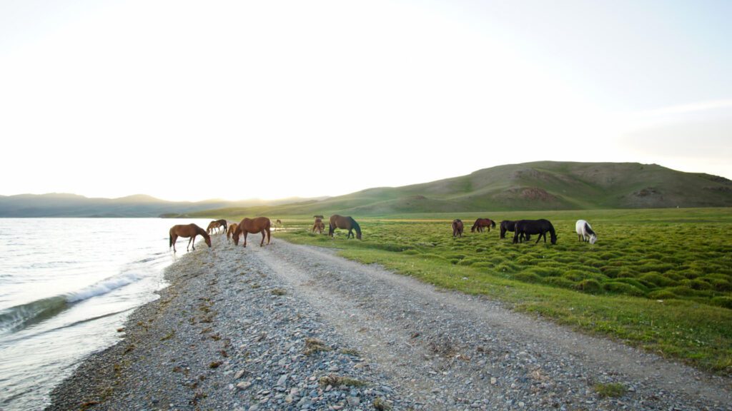 Horses at Song-kul lake